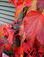 photo "colours of season"