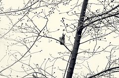 photo "***"