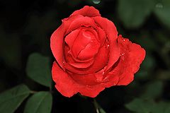 фото "Роза дождя."