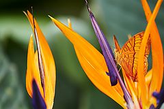 фото "Mimikry"