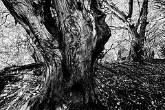 фото "trolls"