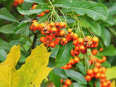 фото "Autumn"