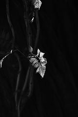 фото "***"