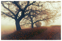 photo "***"