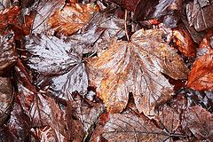 фото "autumn"