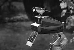 photo "Selfie"