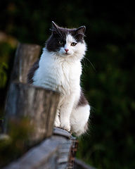 photo "деревенская кошка"