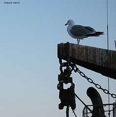 фото "seagull"