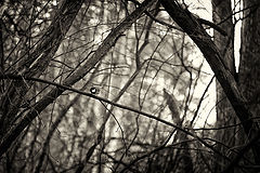 фото "***"