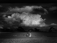 photo "summer on the field"