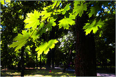 photo "***"