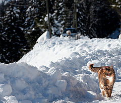 photo "Alpine cat"