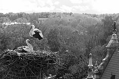 photo "Room overlooking the Nest"