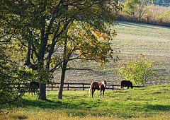 photo "Pastoral scene"