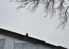 photo "***"