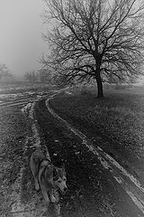 photo "***"