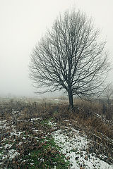 photo "***"