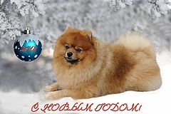 фото "С Новым Годом!"