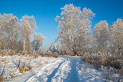 фото "Берёзки"