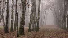 photo "***"