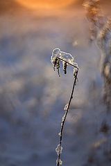 фото "Заснеженный..."