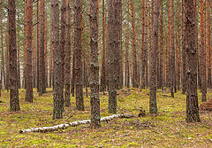 photo "***"