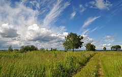 фото "В лугах"