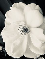 photo "Rosa Blanca"