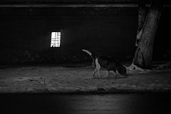 photo "***"