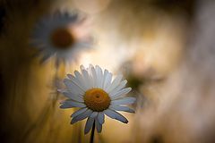 photo "***"