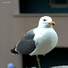 фото "seagull"