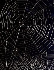 photo "My entry to cobweb photography"