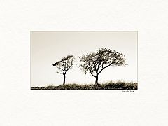 фото "two trees"