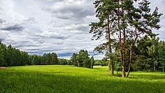 фото "Пейзаж с соснами"