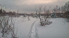 фото "тропой из леса..."