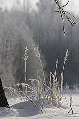photo "***"
