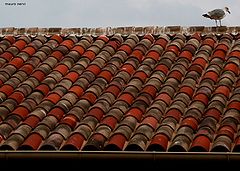 photo "citizen of the roofs"