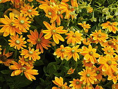 фото "Summer"