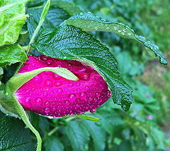 photo "***"