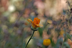 photo "***"