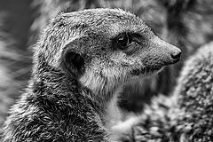 photo "Suricata suricatta"