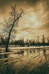 фото "Весенняя гравюра"