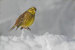фото "Овсянка  на снегу"