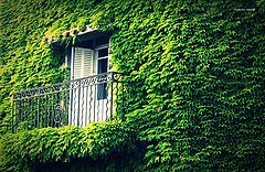 фото "green wall"