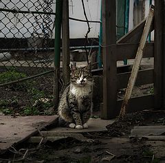 photo "***"