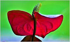 photo "***"
