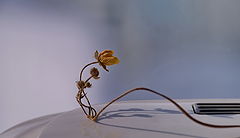 photo "***"