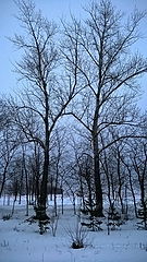 фото "Two in the snow"