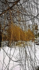 фото "Vetla or winter bamboo"