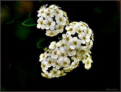 photo "***"